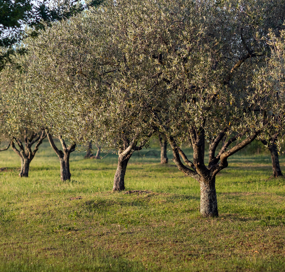Olio d'Oliva Extra Vergine Premium, a elevato contenuto di polifenoli | Bottiglia