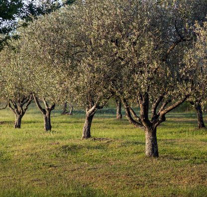 Olio d'Oliva Extra Vergine Premium, a elevato contenuto di polifenoli | Bottiglia
